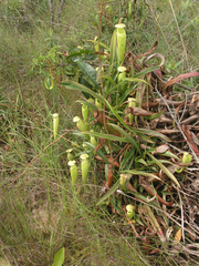 Nepenthes kampotiana