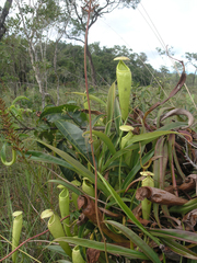 Nepenthes kampotiana