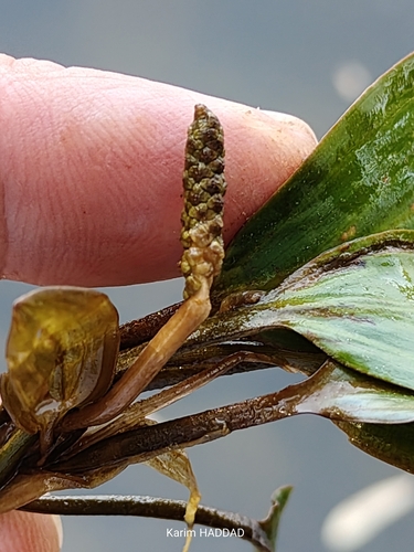 Longleaf Pondweed