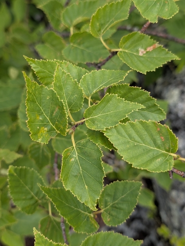 Betula cordifolia, photograph 5