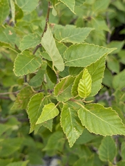 Betula cordifolia, photograph (c) Nick Kleinschmidt, some rights reserved (CC BY)