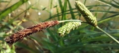 Carex elata, photograph (c) Santiago Martín-Bravo, some rights reserved (CC BY)
