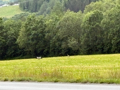 Common Crane