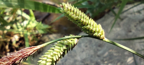 Carex elata, photograph 3