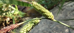 Carex elata, photograph (c) Santiago Martín-Bravo, some rights reserved (CC BY)