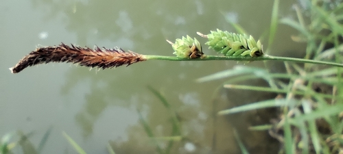 Carex elata, photograph 4