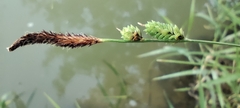Carex elata, photograph (c) Santiago Martín-Bravo, some rights reserved (CC BY)