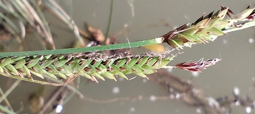 Carex elata, photograph 5