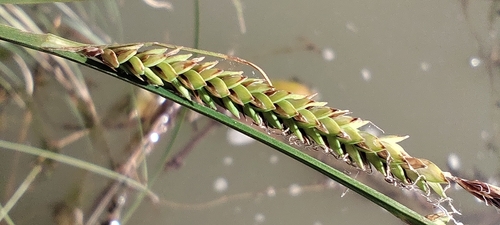 Carex elata, photograph 6