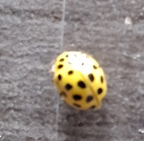 22-spot Ladybird