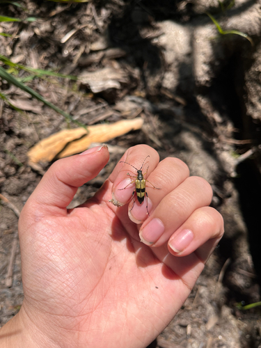 iNaturalist observation photo of Etorofus obliteratus