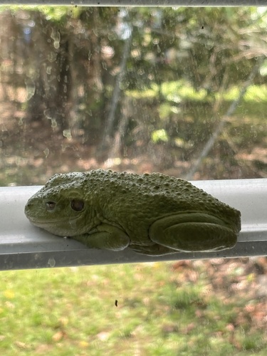 Cuban Tree Frog