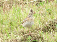 Alauda arvensis japonica