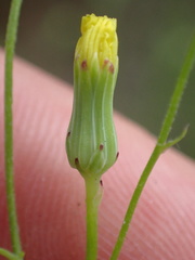 Malacothrix clevelandii