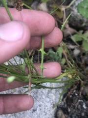 Malacothrix clevelandii