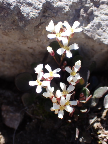 Cardamine bellidifolia, photograph 5