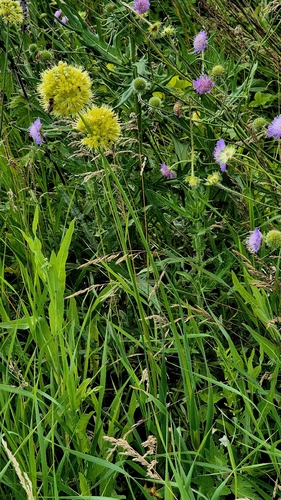 Allium obliquum, photograph 6