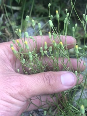 Malacothrix clevelandii