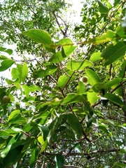 Margaritaria rhomboidalis