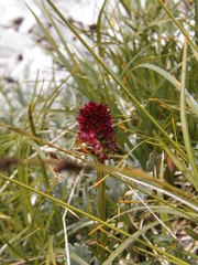 Gymnadenia