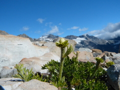 Ranunculus sericophyllus