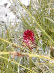 Gymnadenia