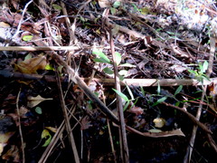 Hedycarya arborea
