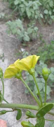Capsicum rhomboideum, photograph 3