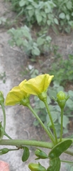 Capsicum rhomboideum, photograph (c) Leonardo O. Alvarado Cárdenas, some rights reserved (CC BY)