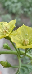 Capsicum rhomboideum, photograph (c) Leonardo O. Alvarado Cárdenas, some rights reserved (CC BY)