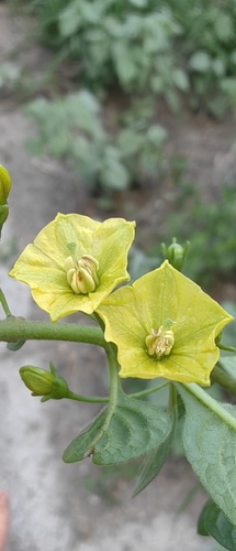 Capsicum rhomboideum, photograph 5