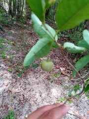 Margaritaria rhomboidalis