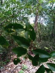 Margaritaria rhomboidalis