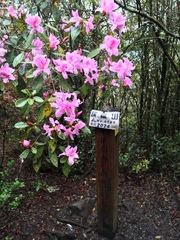 Rhododendron breviperulatum