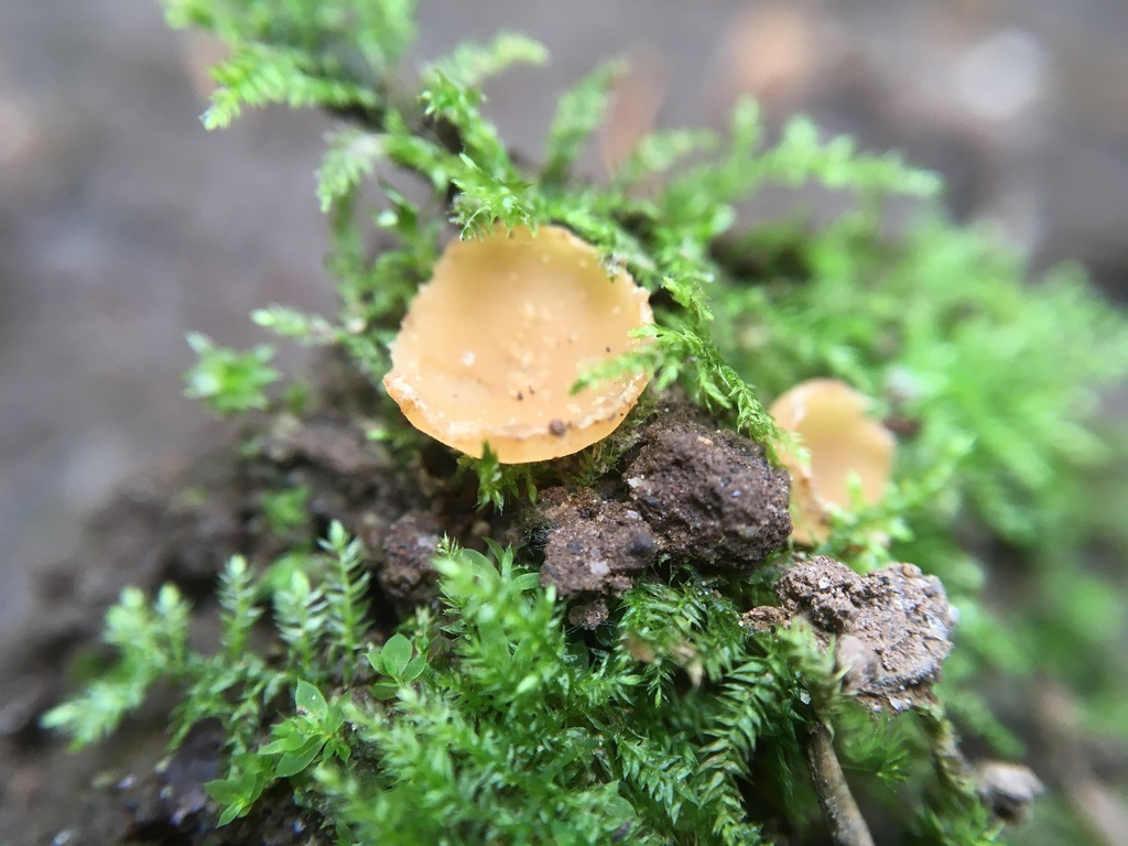 Geopyxis alpina