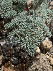 Lomatium nevadense nevadense
