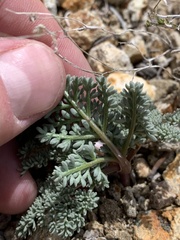 Lomatium nevadense nevadense