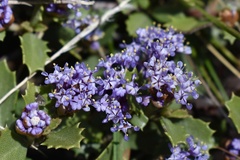 Ceanothus prostratus