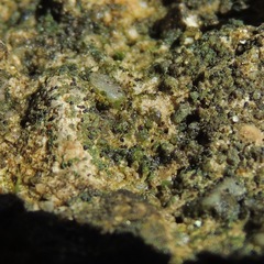Steinia geophana