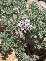 Lomatium nevadense nevadense