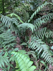 Pleocnemia irregularis