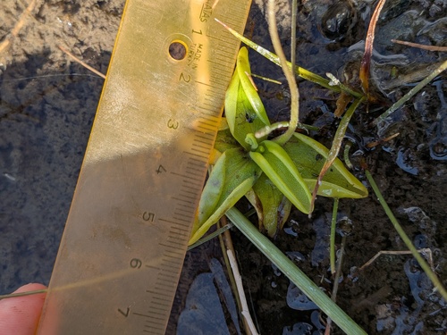 Pinguicula crystallina