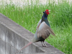 Phasianus versicolor