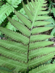 Pleocnemia irregularis