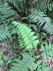 Pleocnemia irregularis