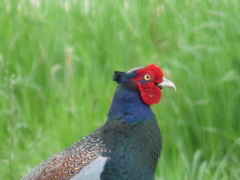 Phasianus versicolor