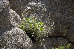 Silene parishii