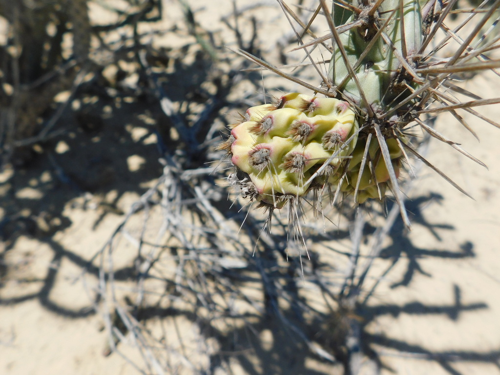 Cylindropuntia molesta; photograph (c) Jose Luis Leon de la Luz, some rights reserved (CC BY)