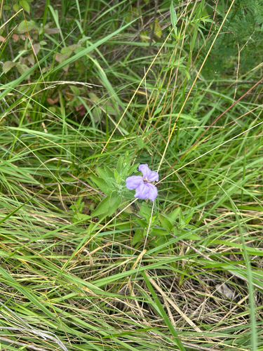 hairy ruellia
