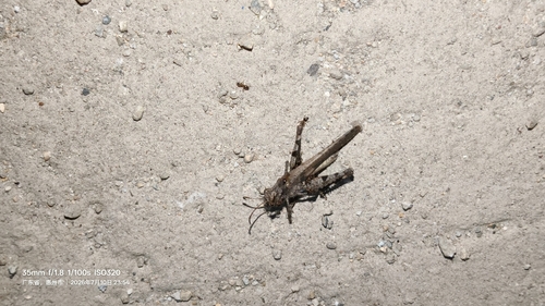 Carinate Locust